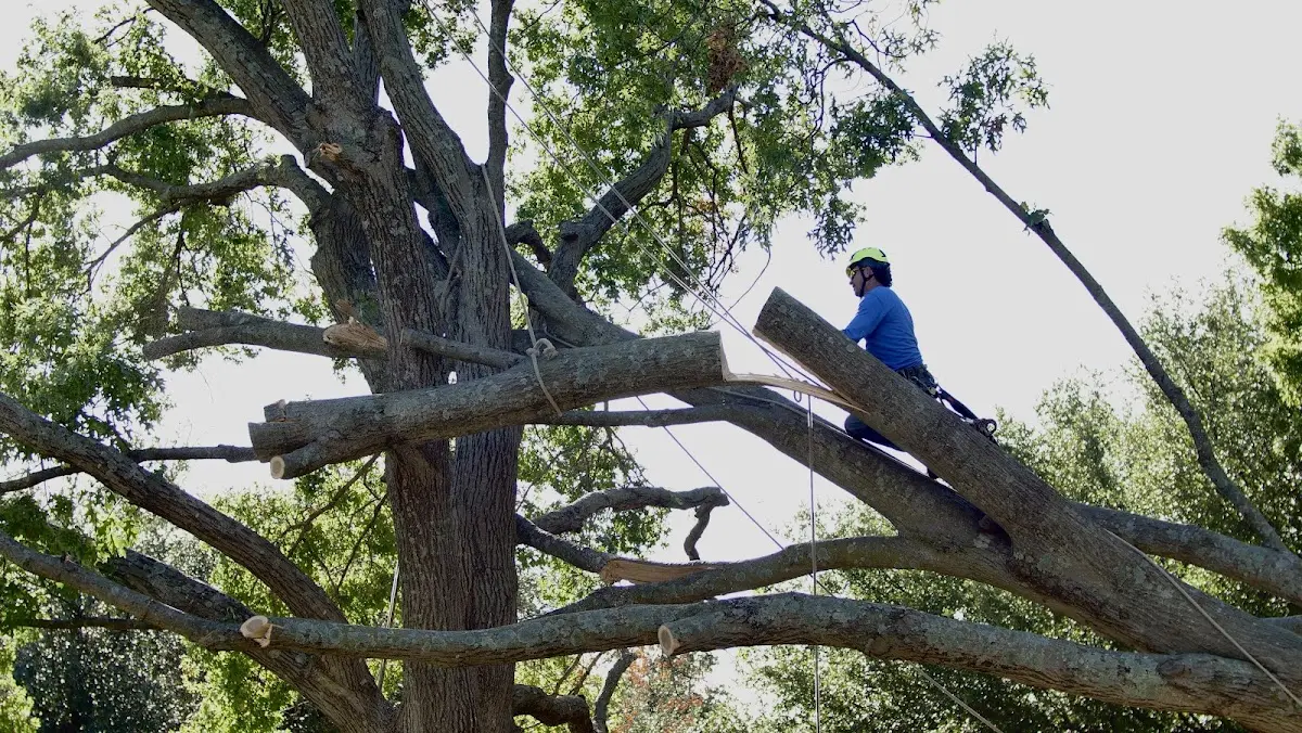 Professional Crown Thinning performed by certified arborists in Flinthill